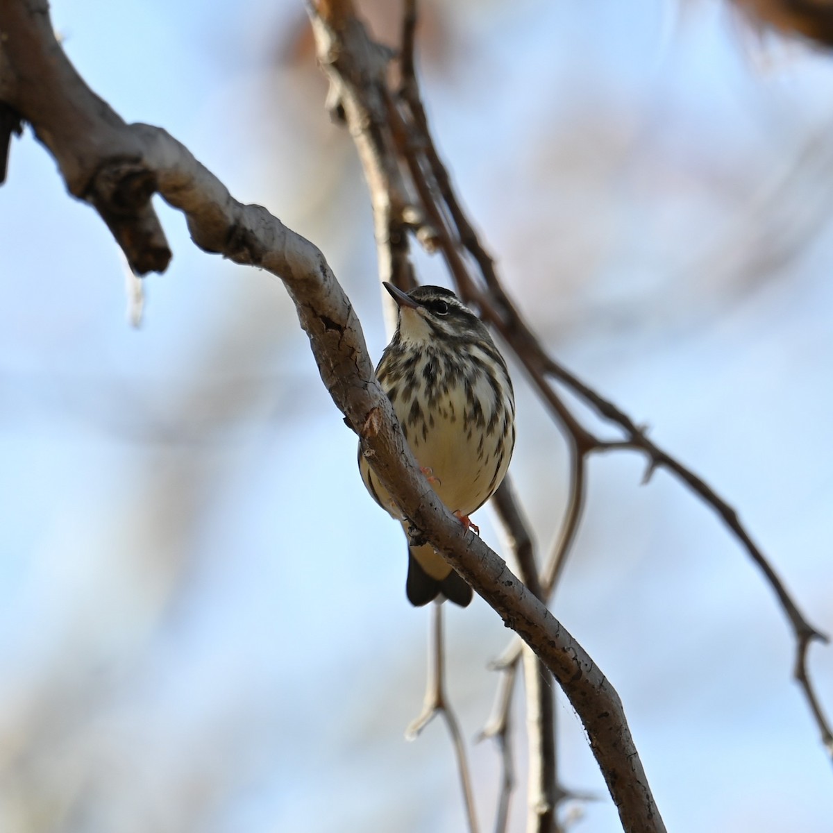 Stelzenwaldsänger - ML613202476