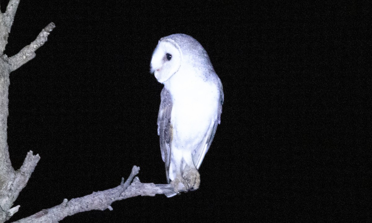 Barn Owl (Eastern) - ML613202482