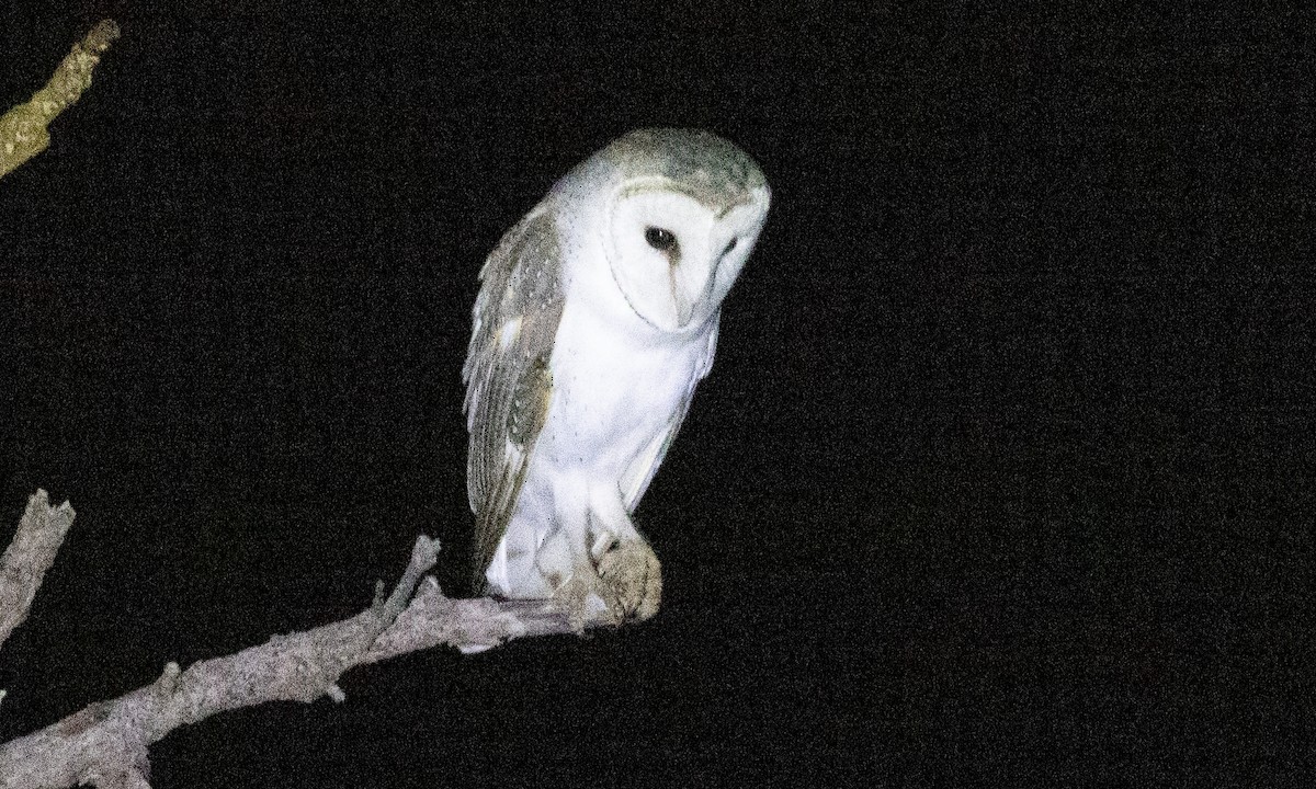 Barn Owl (Eastern) - ML613202484