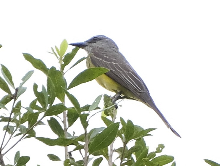 Tropical Kingbird - ML613202489