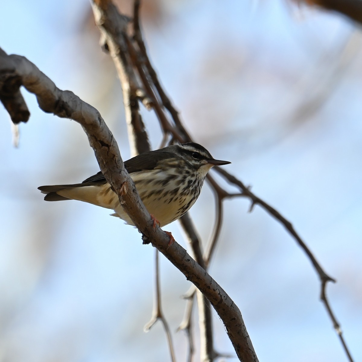 Stelzenwaldsänger - ML613202491