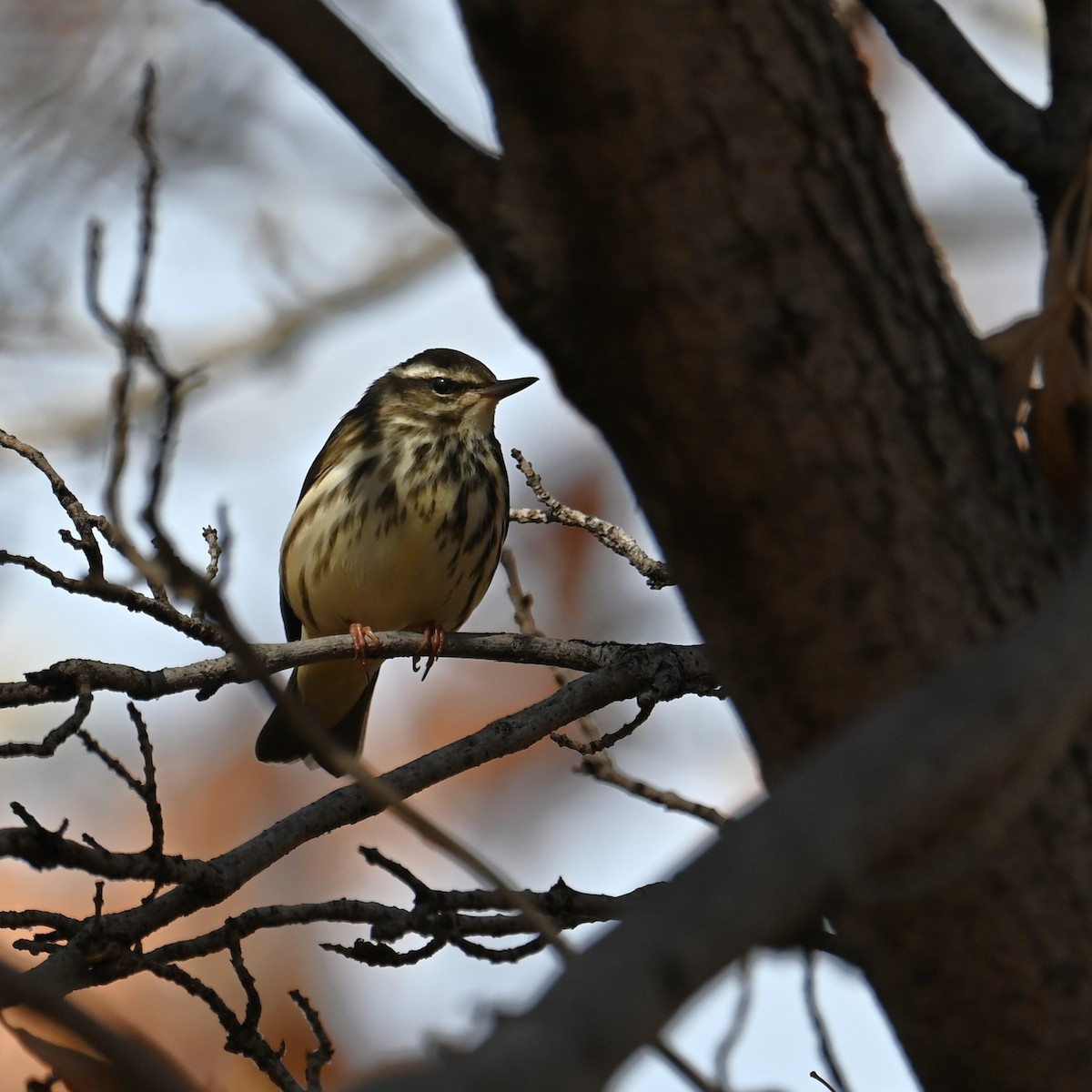 Stelzenwaldsänger - ML613202503