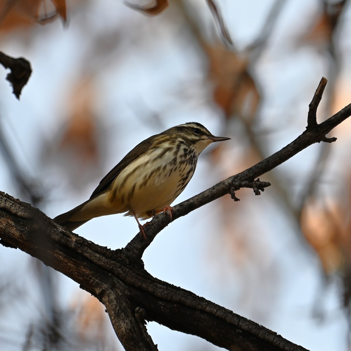 Stelzenwaldsänger - ML613202528