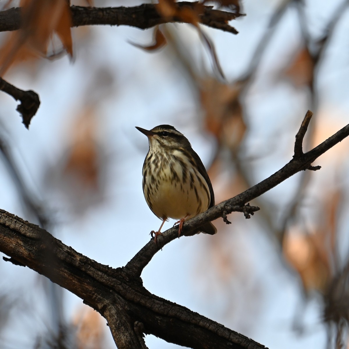 Stelzenwaldsänger - ML613202529