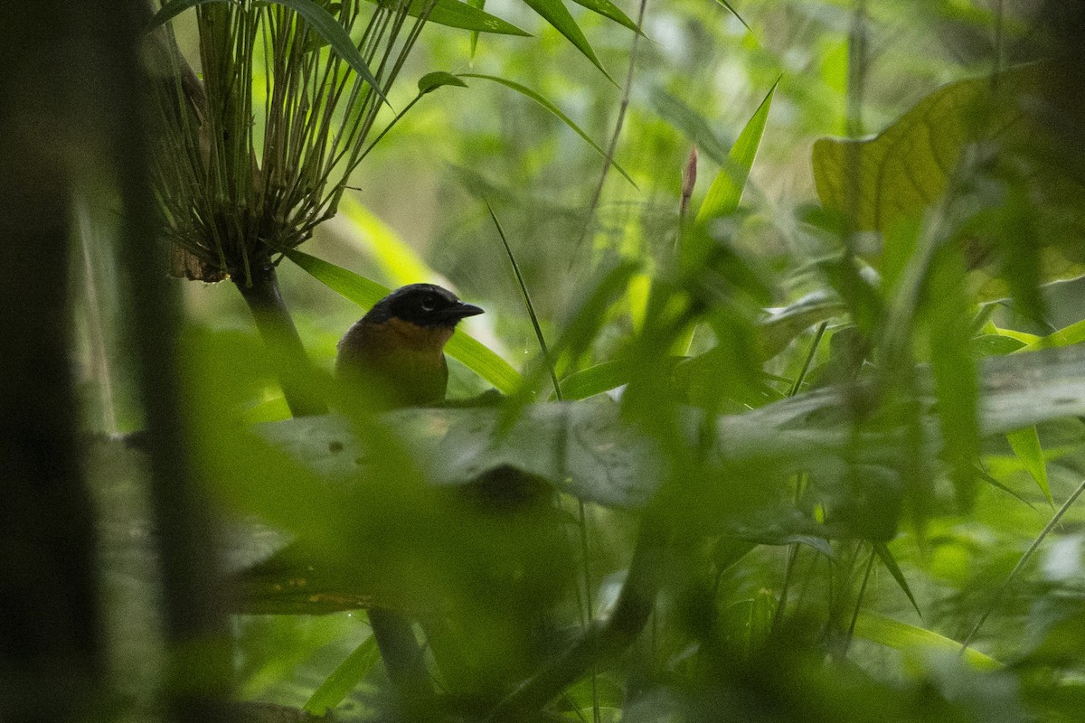 Black-eared Hemispingus (Black-eared) - ML613202530