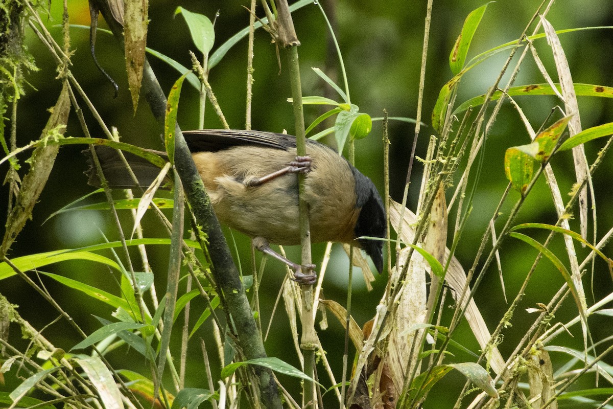 Black-eared Hemispingus (Black-eared) - ML613202532