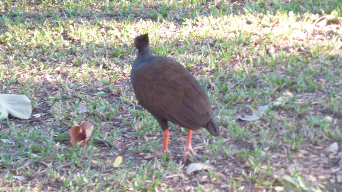 Orange-footed Megapode - Yvonne van Netten