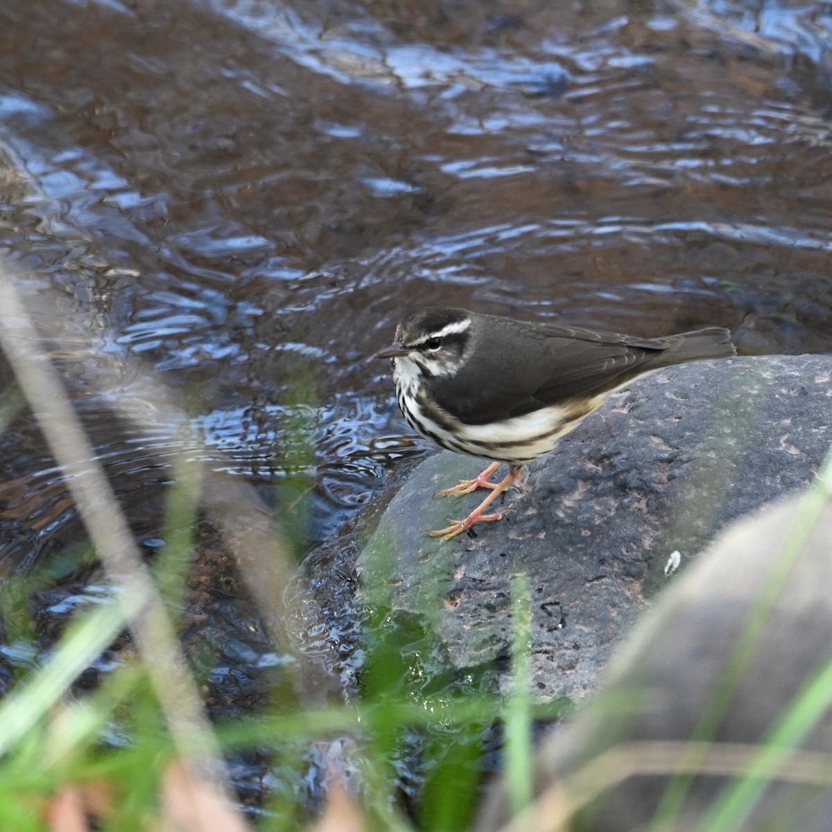 Stelzenwaldsänger - ML613202553