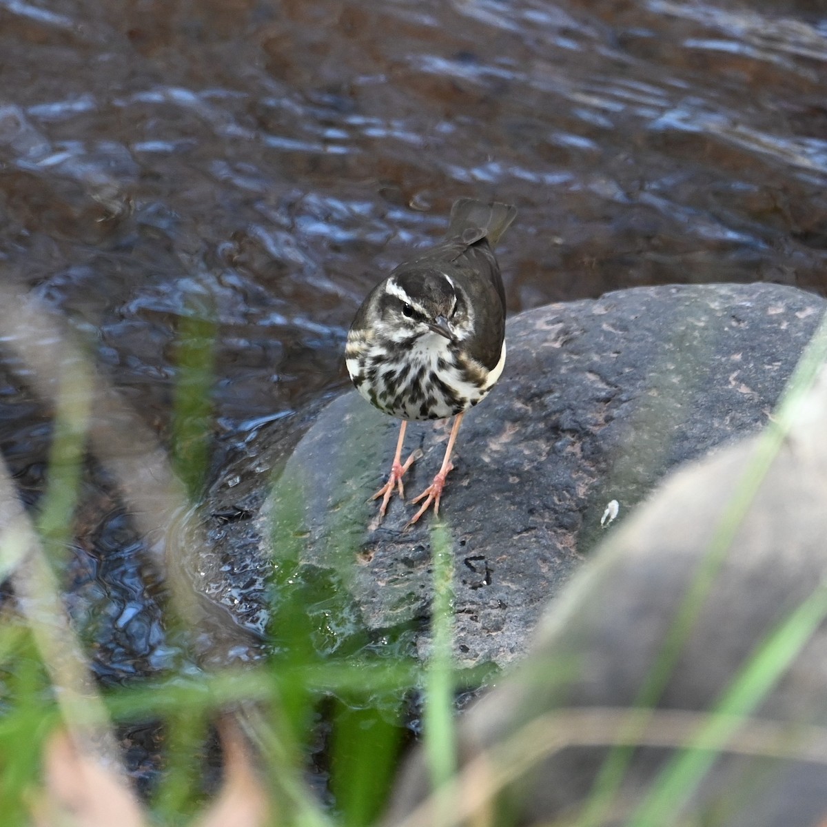 Stelzenwaldsänger - ML613202566