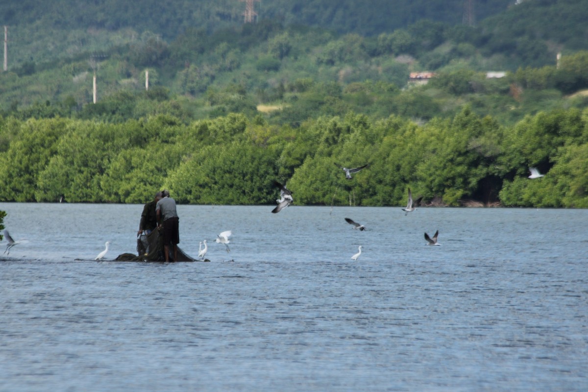 Gaviota Guanaguanare - ML613202575