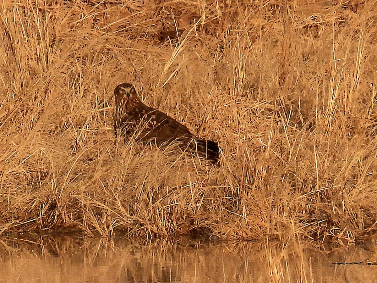 Northern Harrier - ML613202580