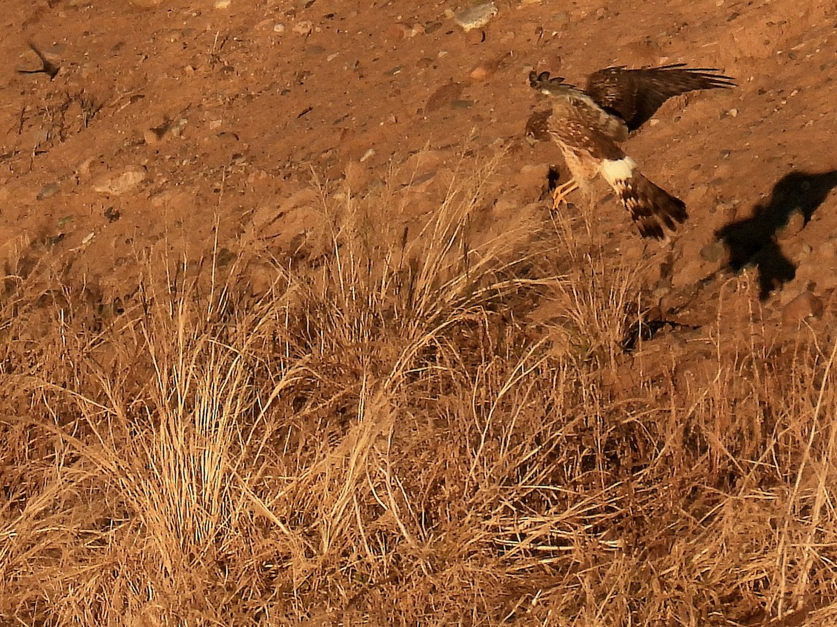 Northern Harrier - ML613202581