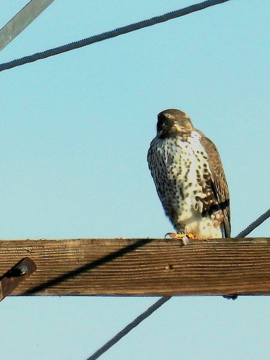 Prairie Falcon - ML613202604