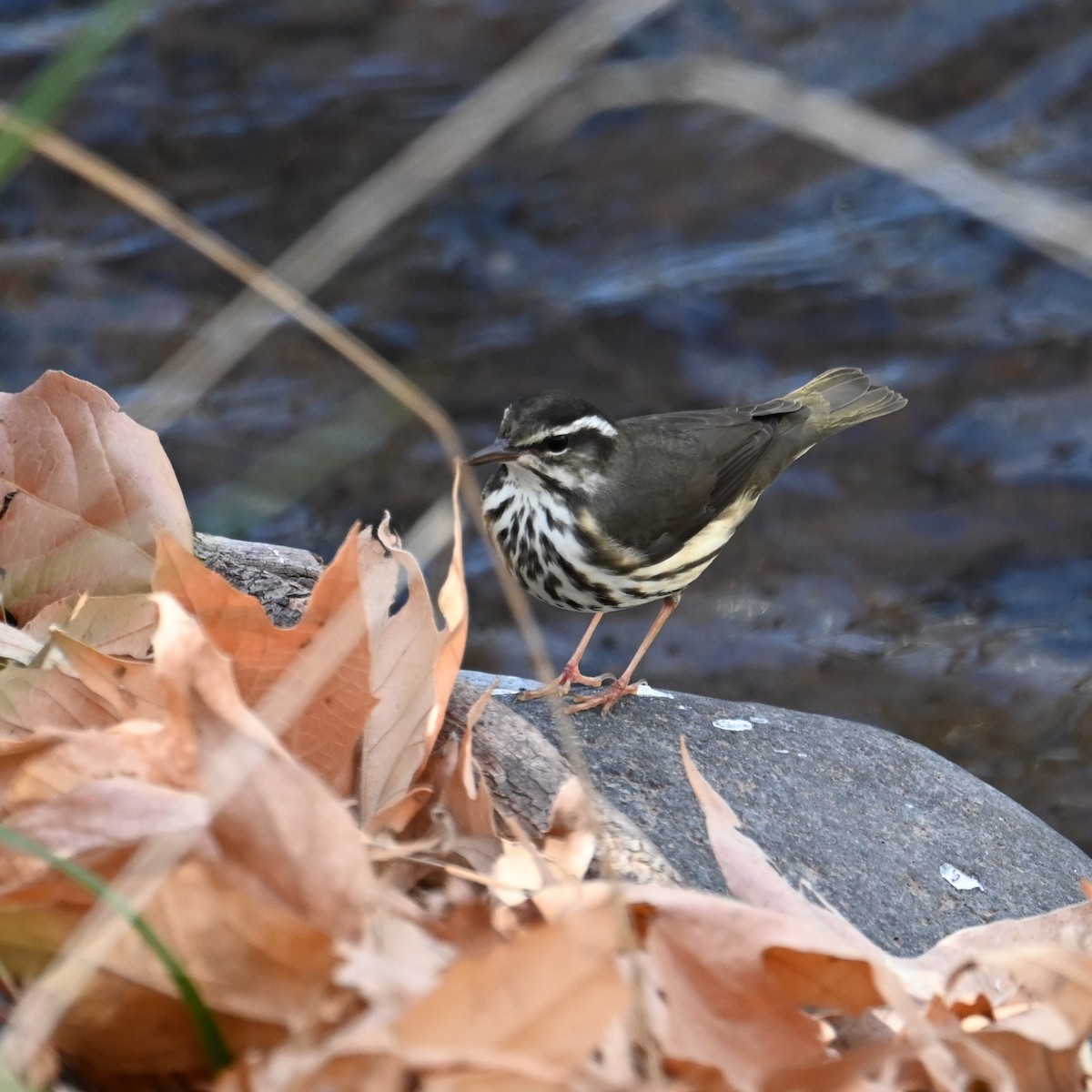 Stelzenwaldsänger - ML613202649
