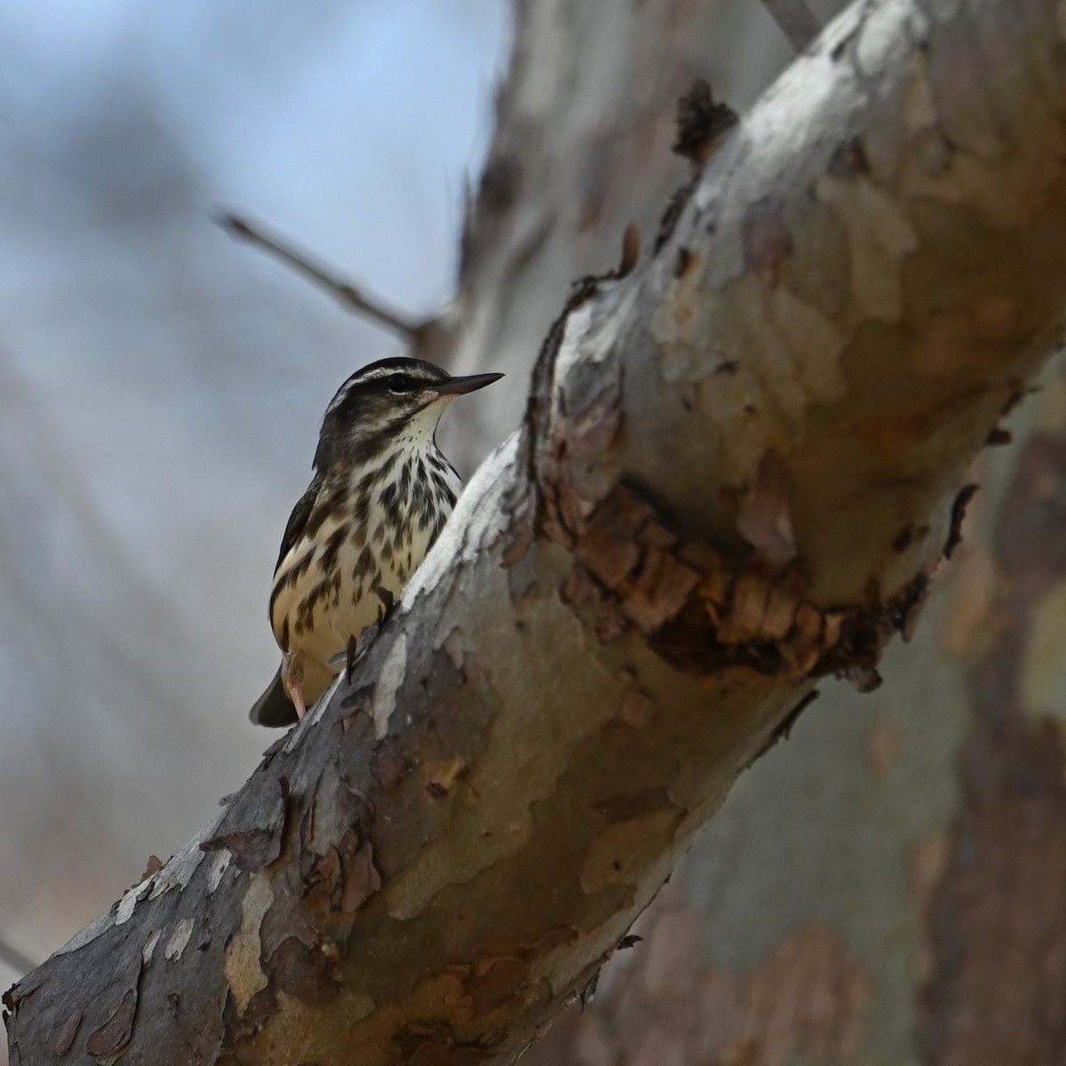 Stelzenwaldsänger - ML613202671