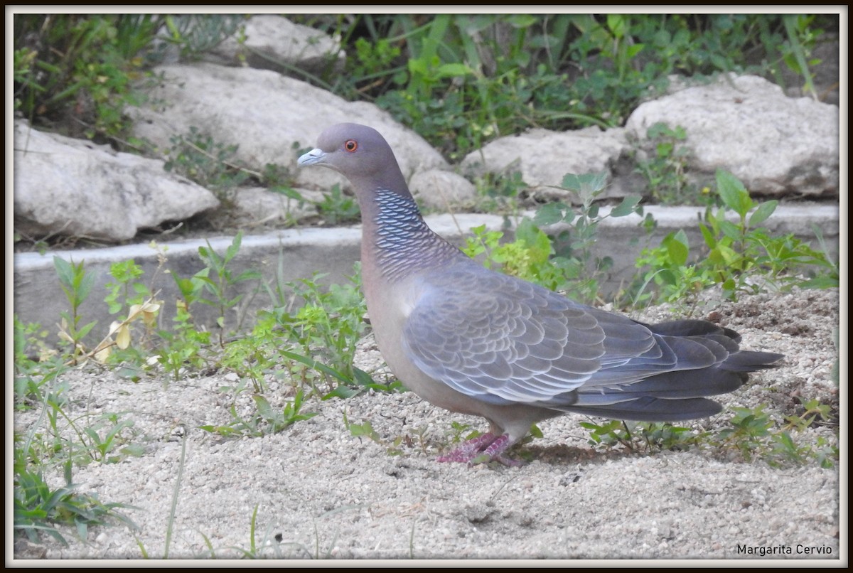 Pigeon picazuro - ML613202687