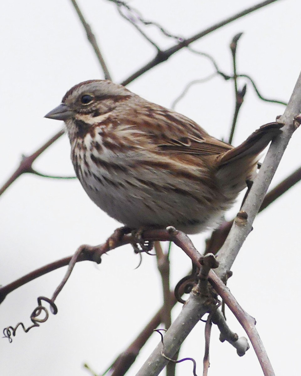 Song Sparrow - ML613202699