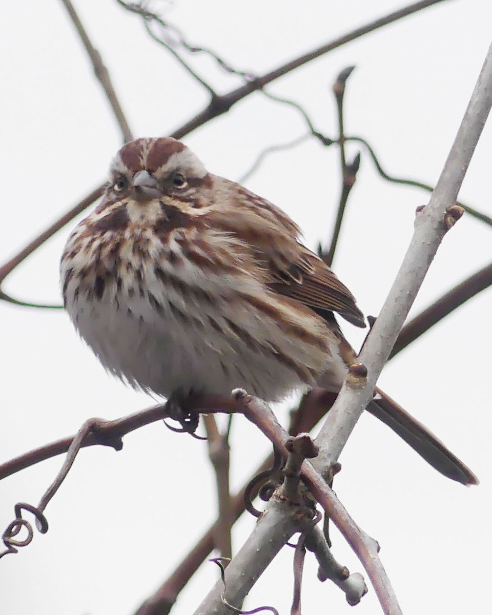 Song Sparrow - ML613202700