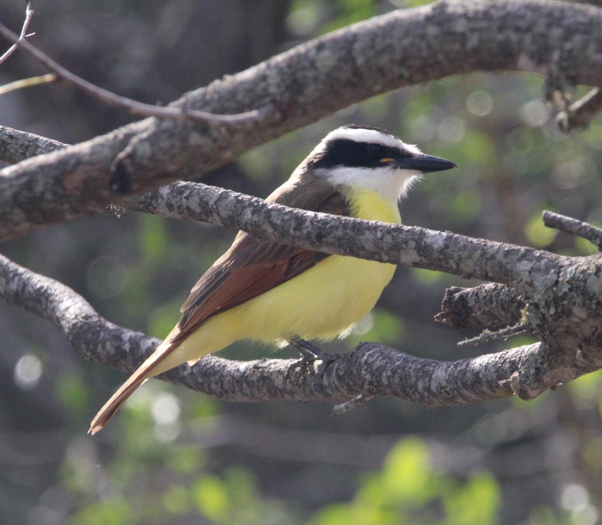 Great Kiskadee - ML613202965