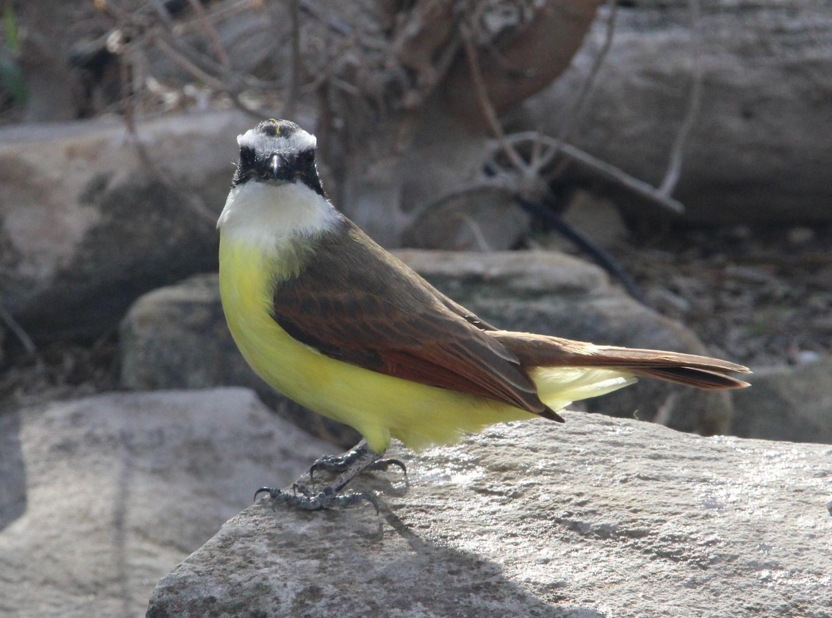 Great Kiskadee - ML613202966