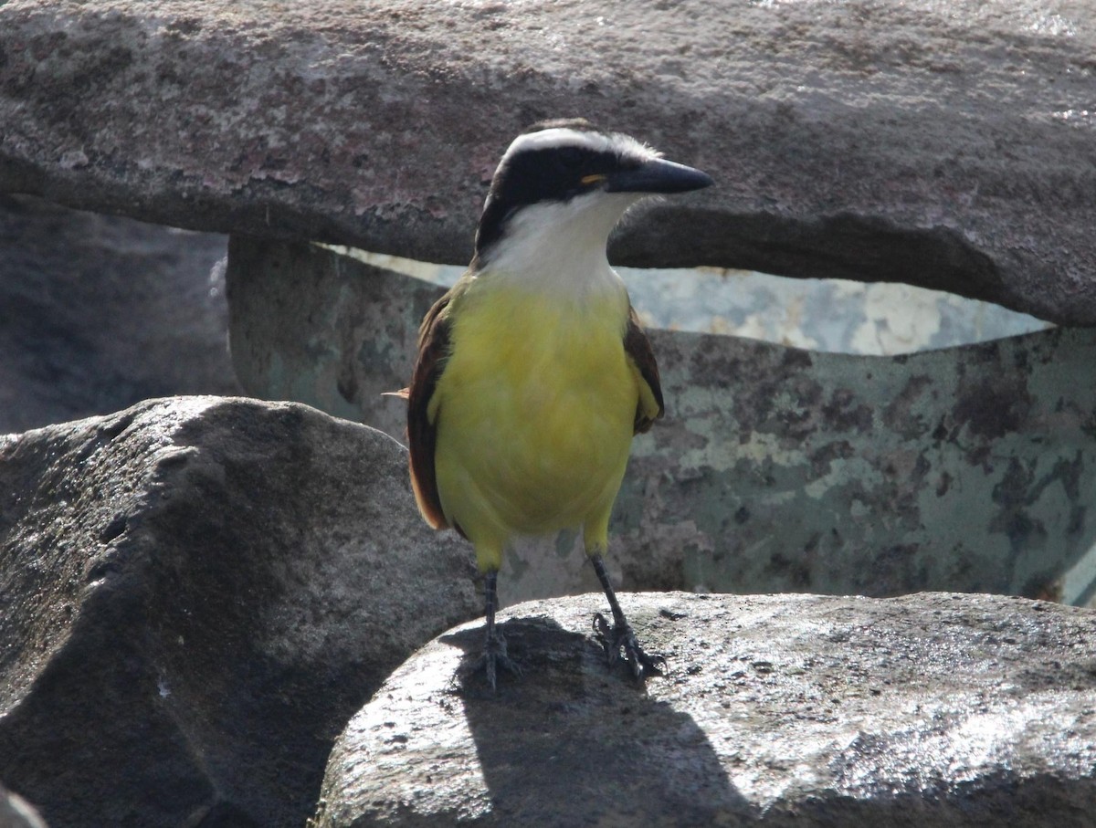 Great Kiskadee - ML613202968