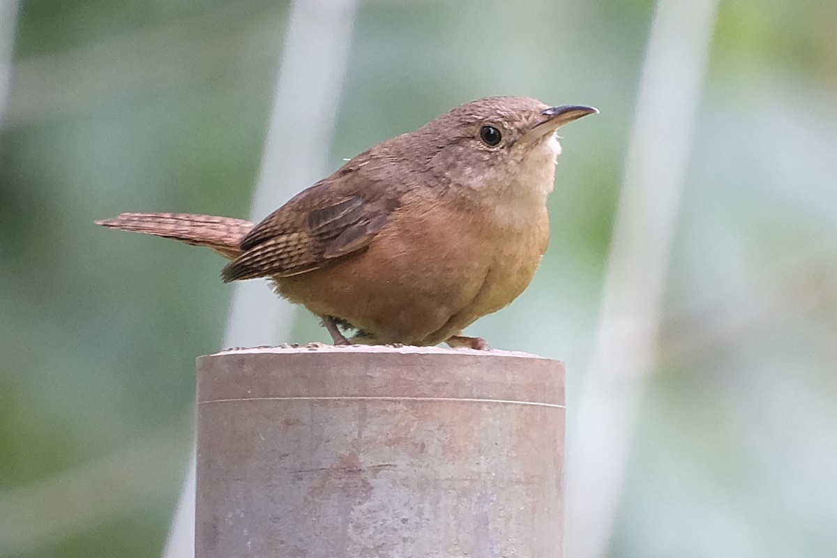 House Wren - Anita Gould