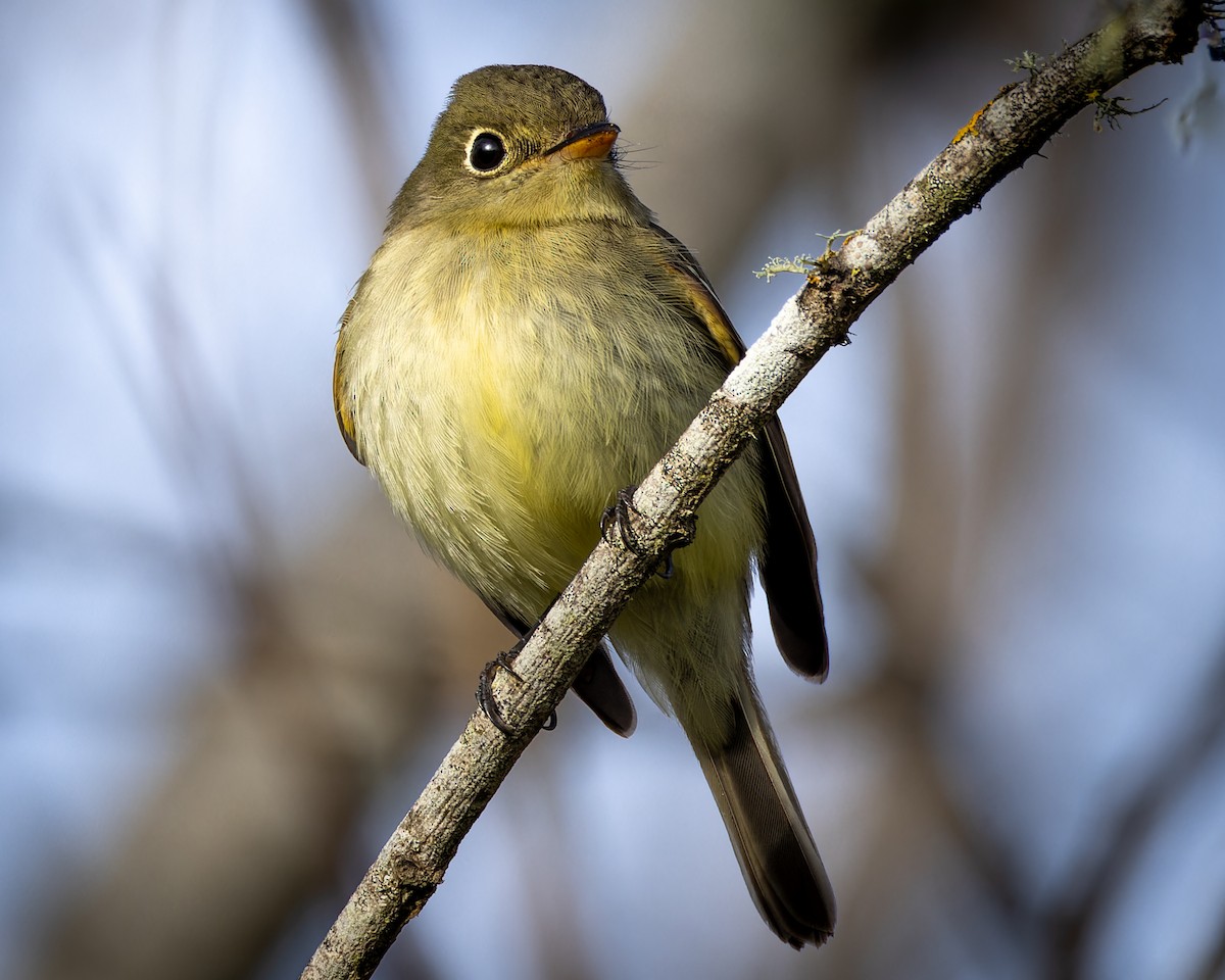 Yellow-bellied Flycatcher - Mark Sawyer