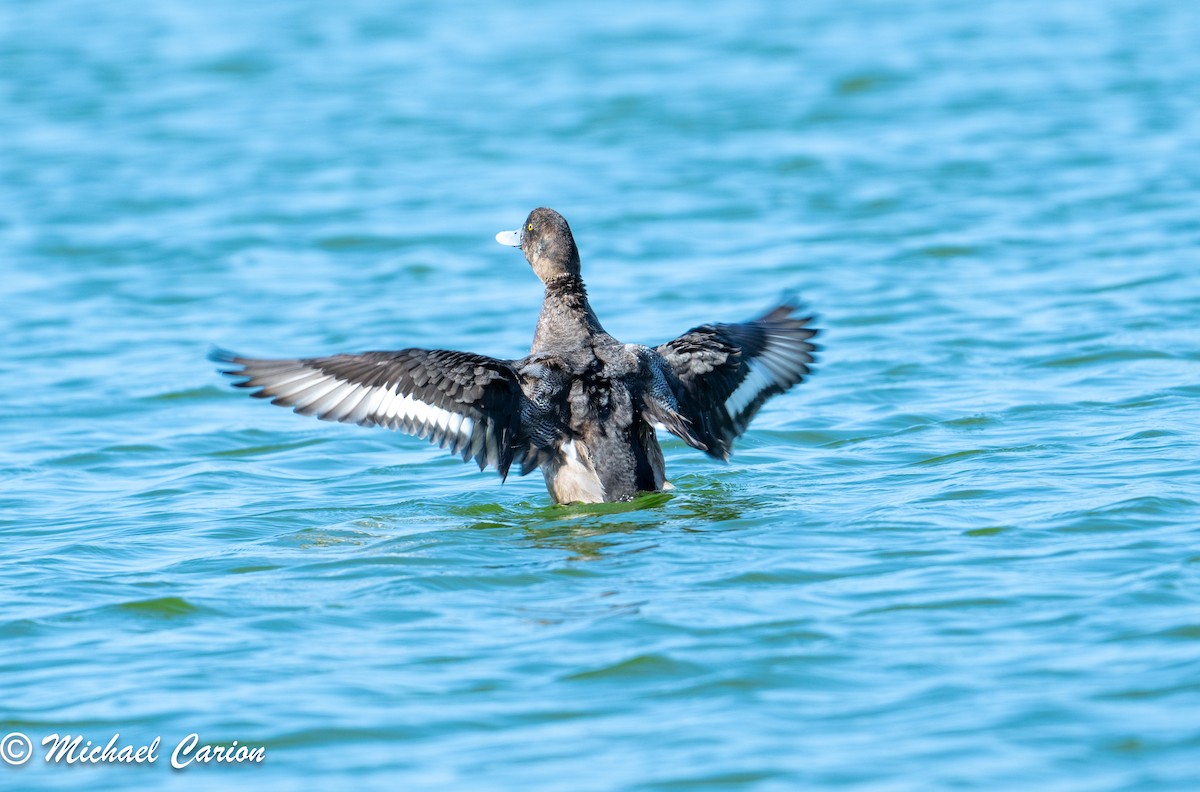 Greater Scaup - Nicole Carion