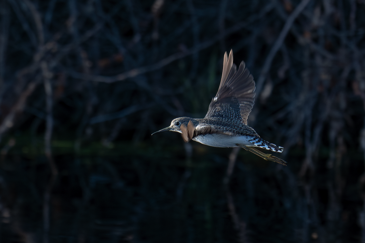 Solitary Sandpiper - ML613203215