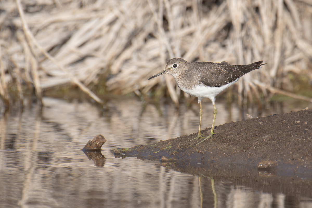 Solitary Sandpiper - ML613203216