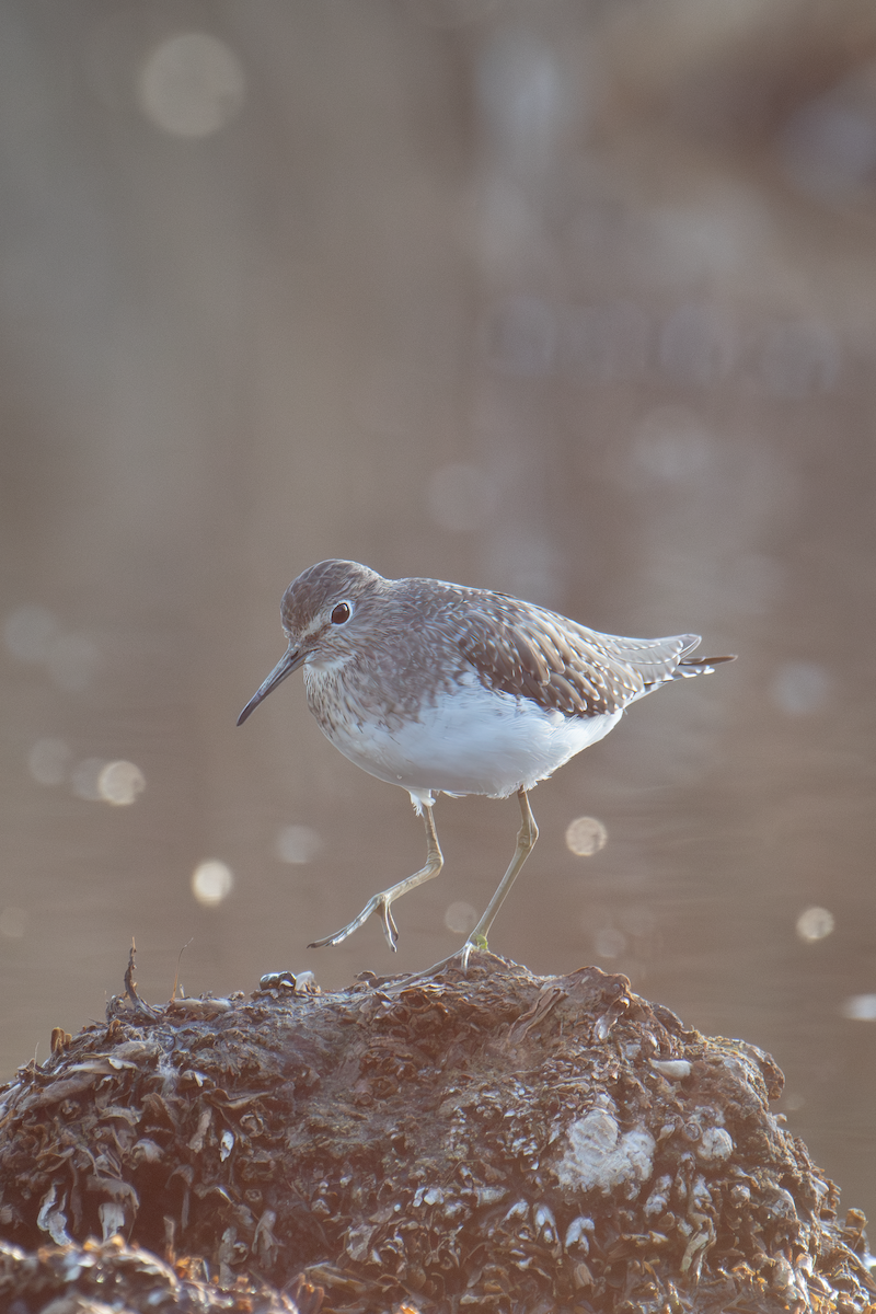 Solitary Sandpiper - ML613203217