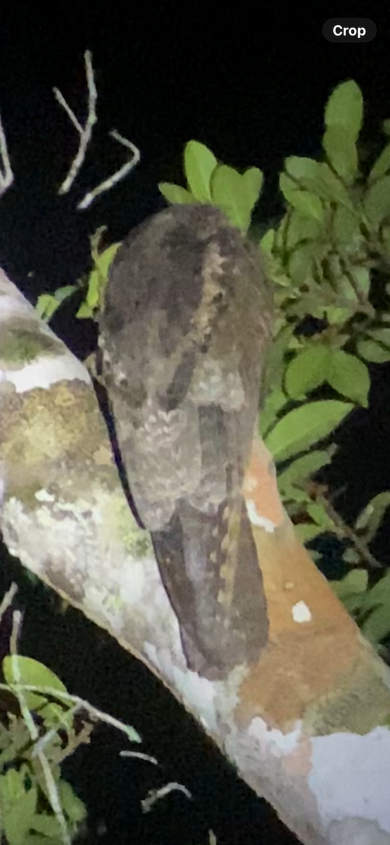 Common Potoo - ML613203241