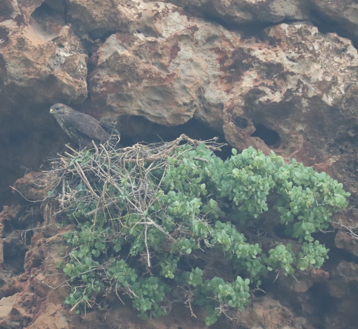 Socotra Buzzard - ML613203321