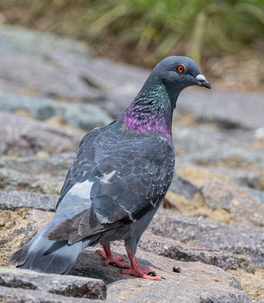 Rock Pigeon (Feral Pigeon) - ML613203411