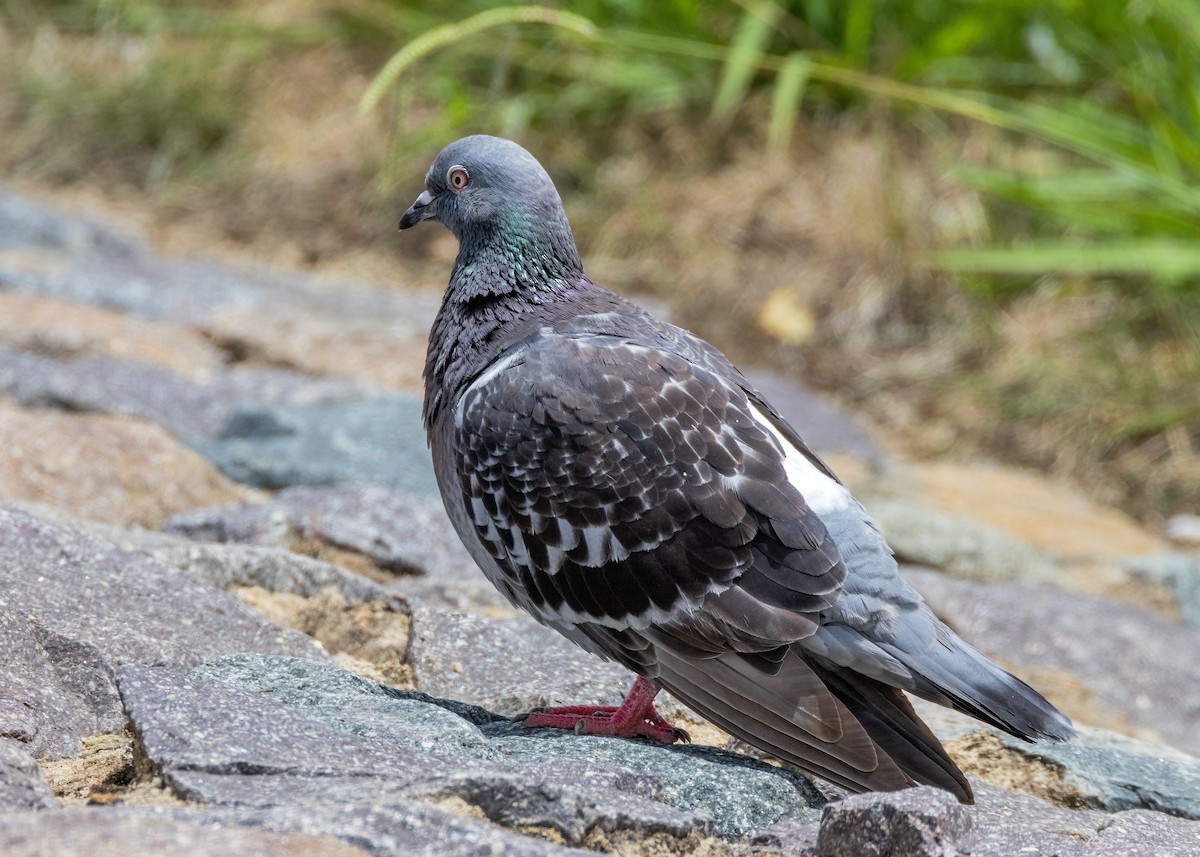 Rock Pigeon (Feral Pigeon) - ML613203412