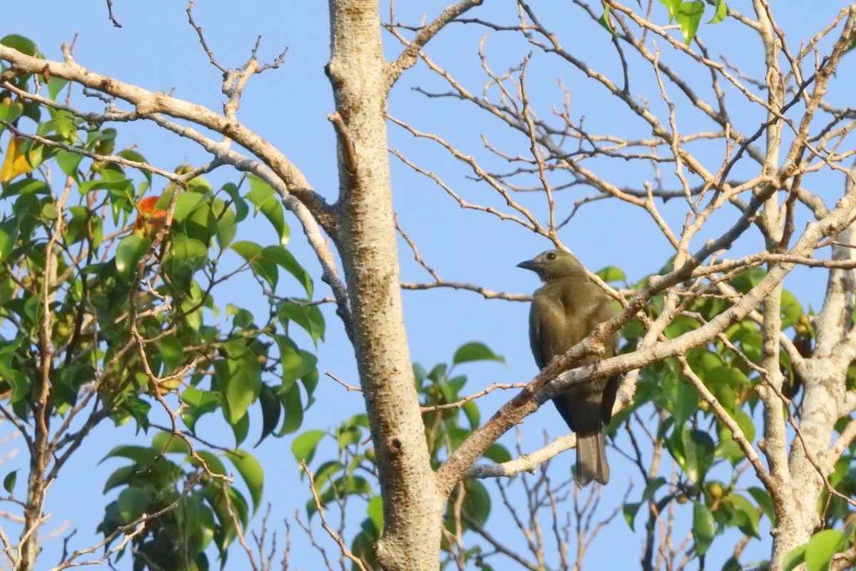 Palm Tanager - Shawn Miller