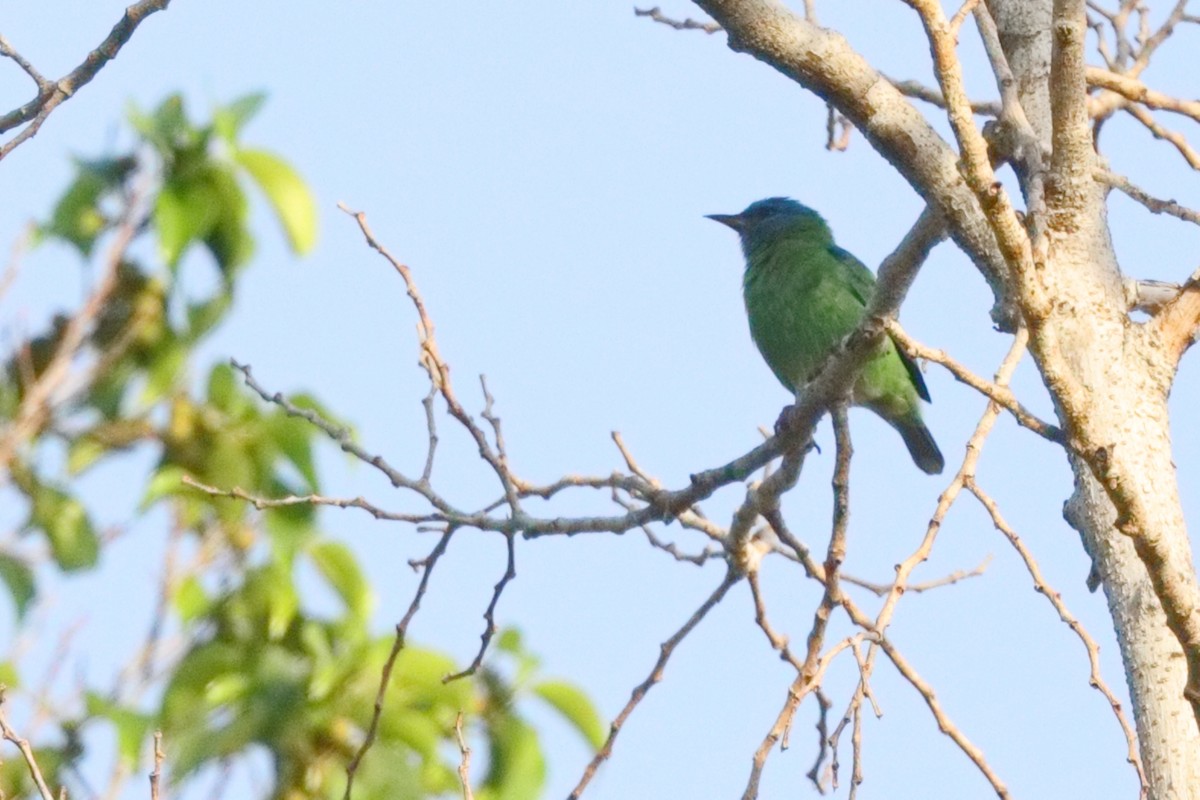 Blue Dacnis - Shawn Miller