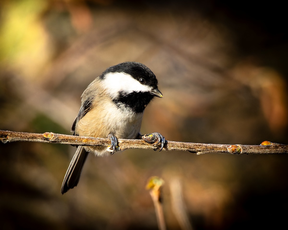 Black-capped Chickadee - Mark Sawyer