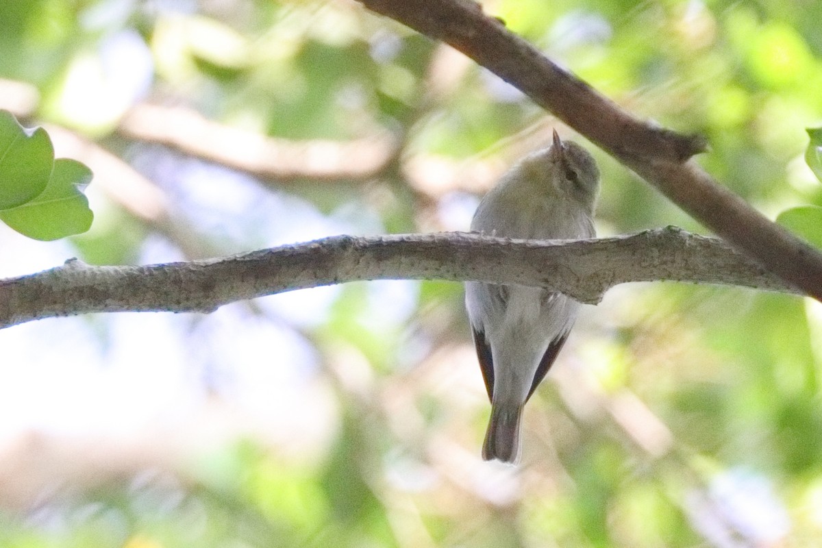 Tennessee Warbler - Shawn Miller