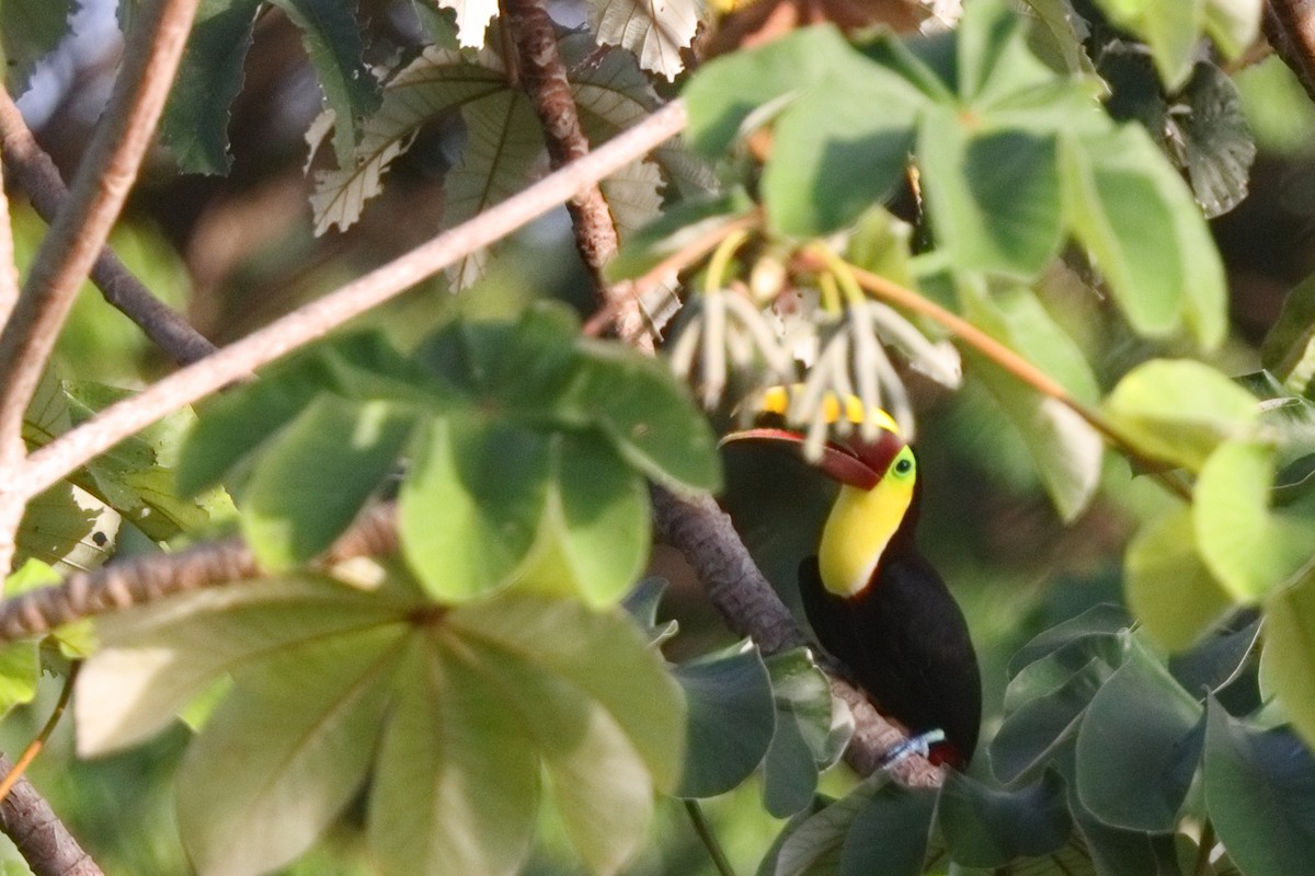 Yellow-throated Toucan - Shawn Miller