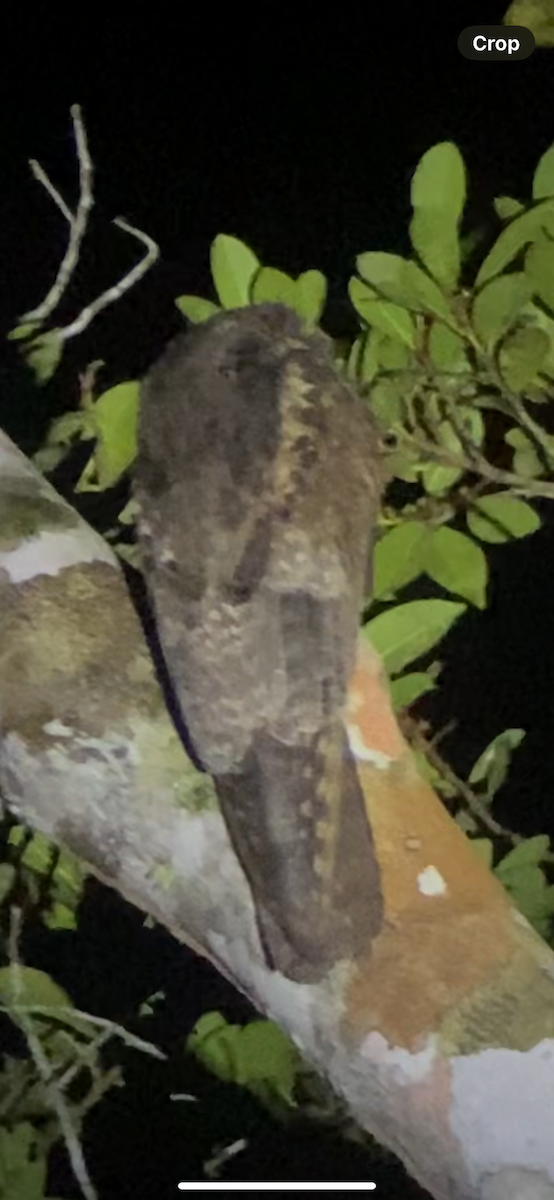 Common Potoo - ML613203614