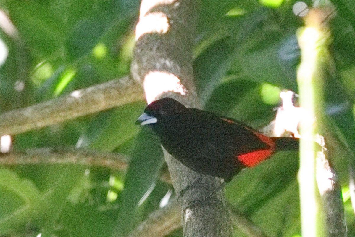 Scarlet-rumped Tanager - Shawn Miller