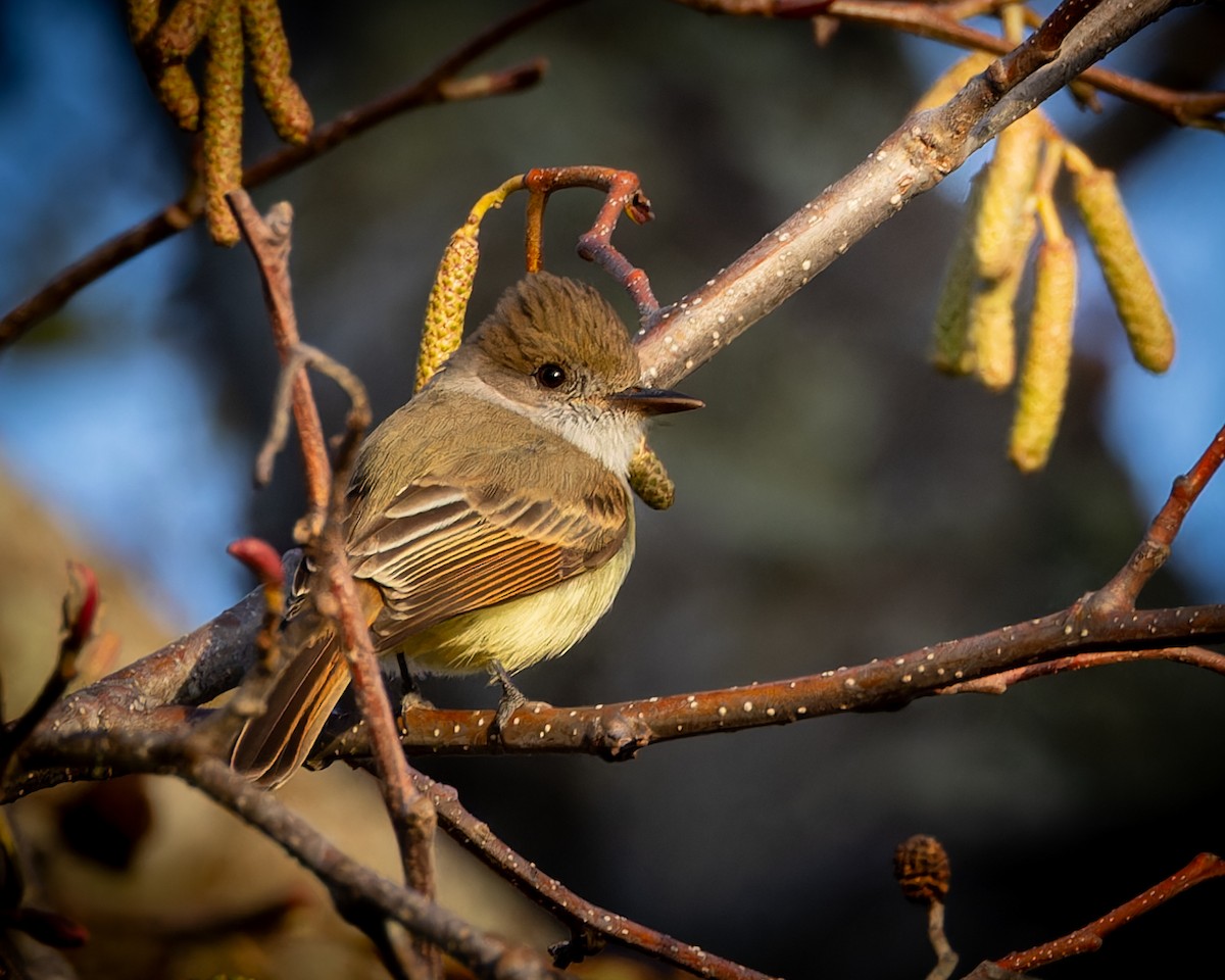 Dusky-capped Flycatcher - Mark Sawyer