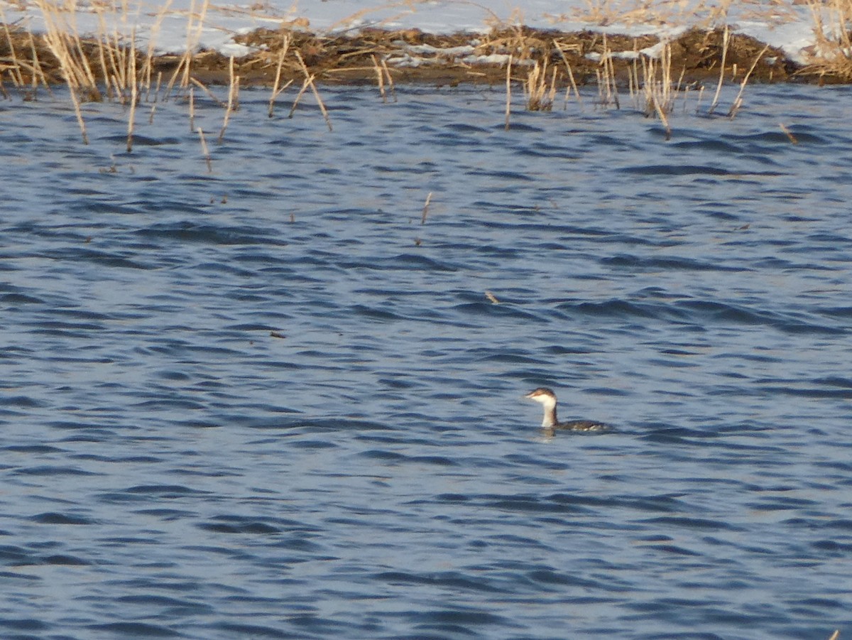 Horned Grebe - ML613204018