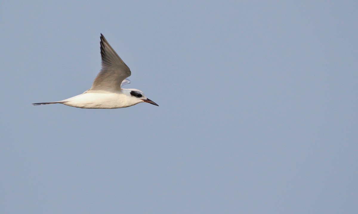 Forster's Tern - ML613204068