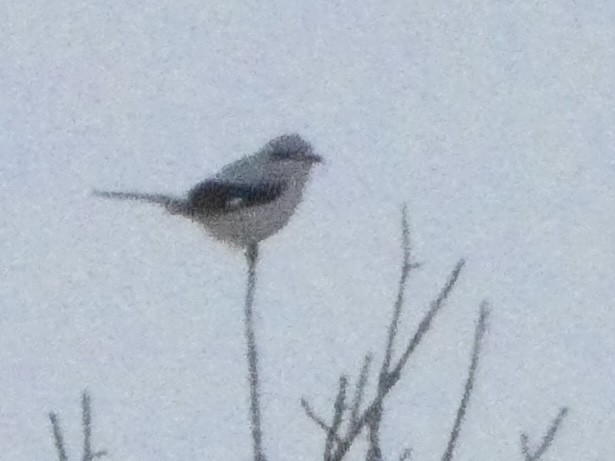 Northern Shrike - ML613204182