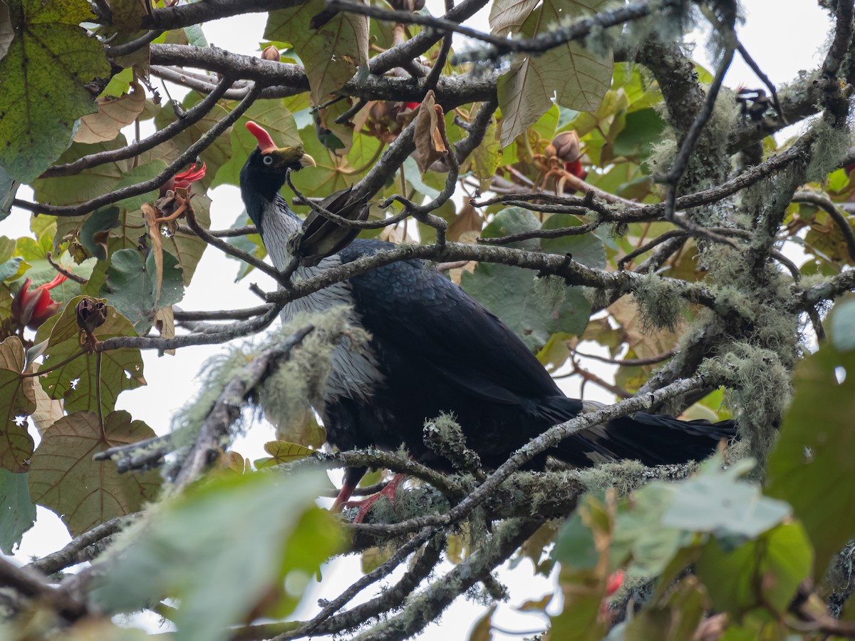 Horned Guan - ML613204189