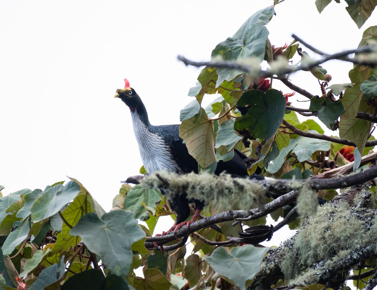 Horned Guan - ML613204194