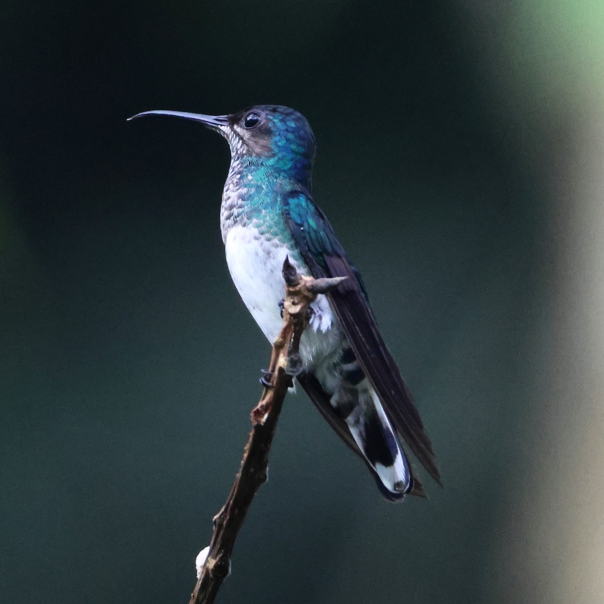 Colibrí Nuquiblanco - ML613204295