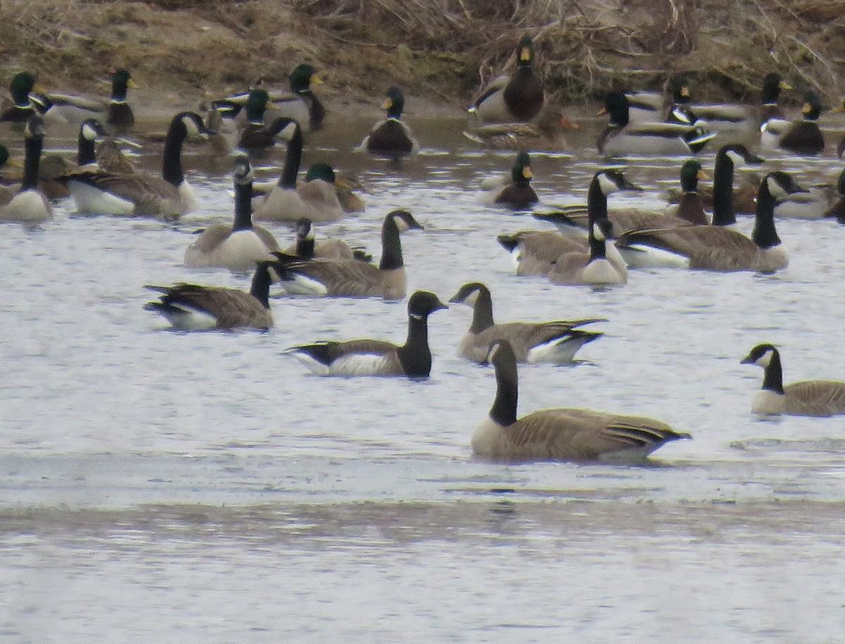 Brant (Atlantic) - ML613204307